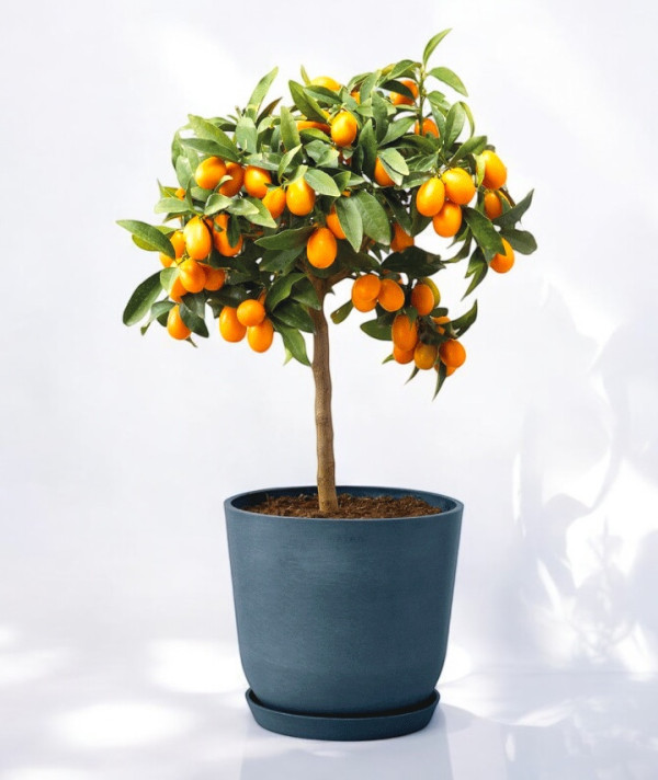 Кумкват с плодами. Что приготовить?